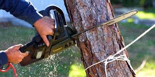 Best Commercial Tree Services  in New Carlisle, IN